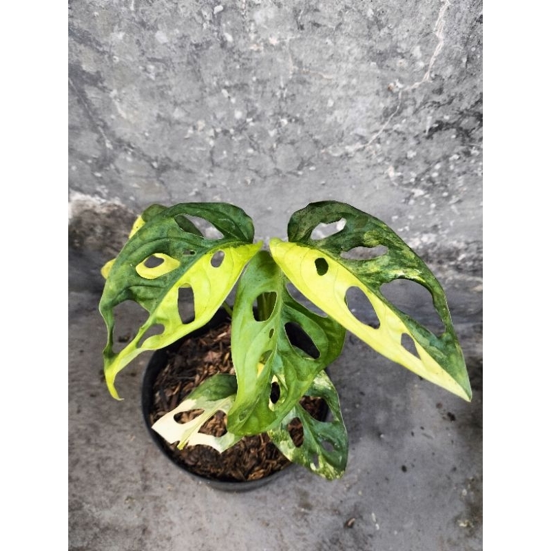 Monstera adansonii yellow variegata Monstera variegata janbol Japan variegata
