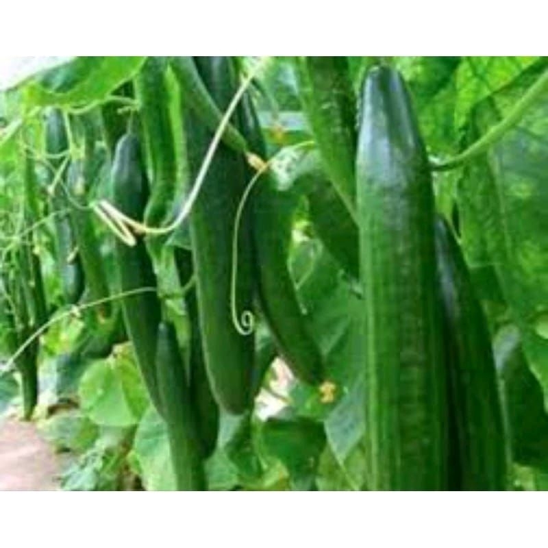 10 Biji - Benih Timun Jepang / Benih Timun Kyuri