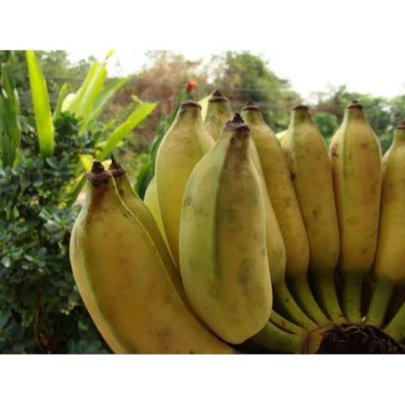 

Buah Pisang Siem fresh per 1kg/ Pisang Jimluk untuk bayi
