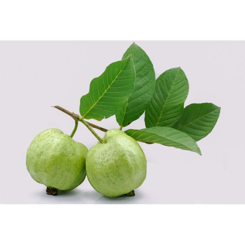 

Daun jambu biji muda fress 1 kg