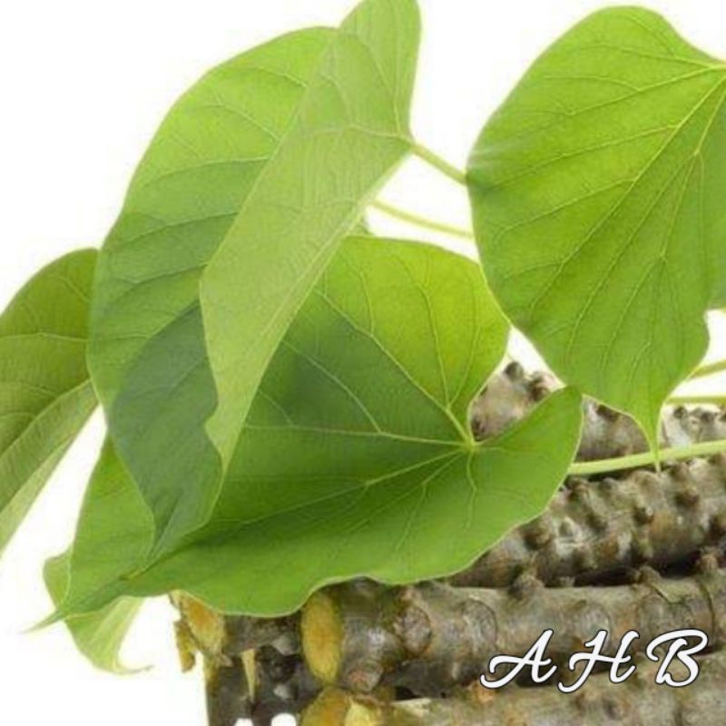 

Daun Brotowali Patrawil Segar Isi 15 Lembar Rempah Herbal Alami