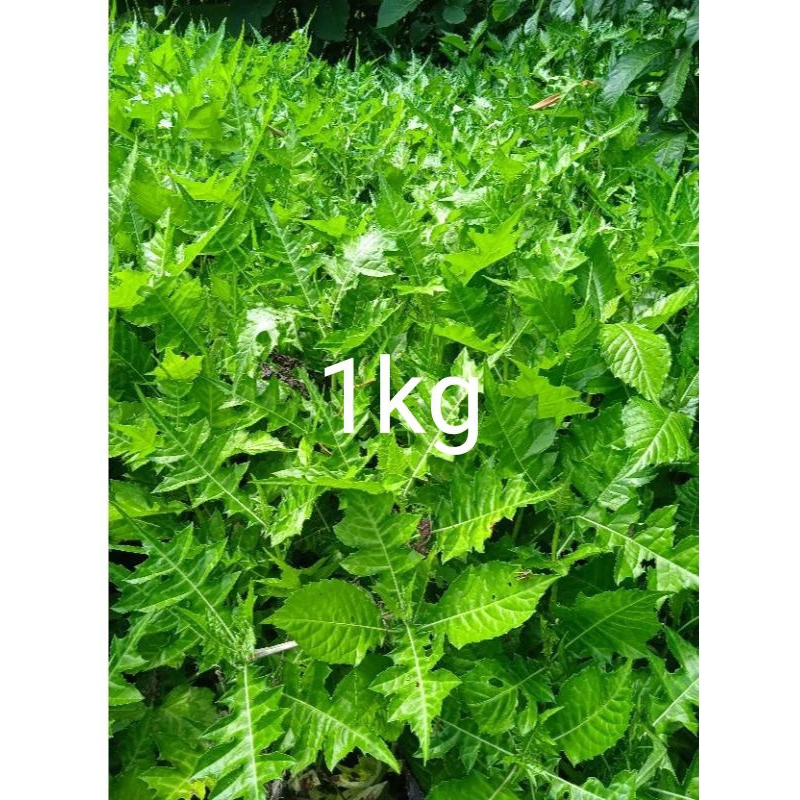 

Daun daruju druju segar 1kg