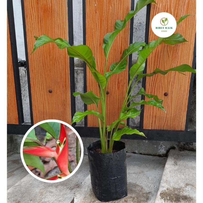 Tanaman Hias  Outdoor Pisang pisangan bali mini Siap Berbunga