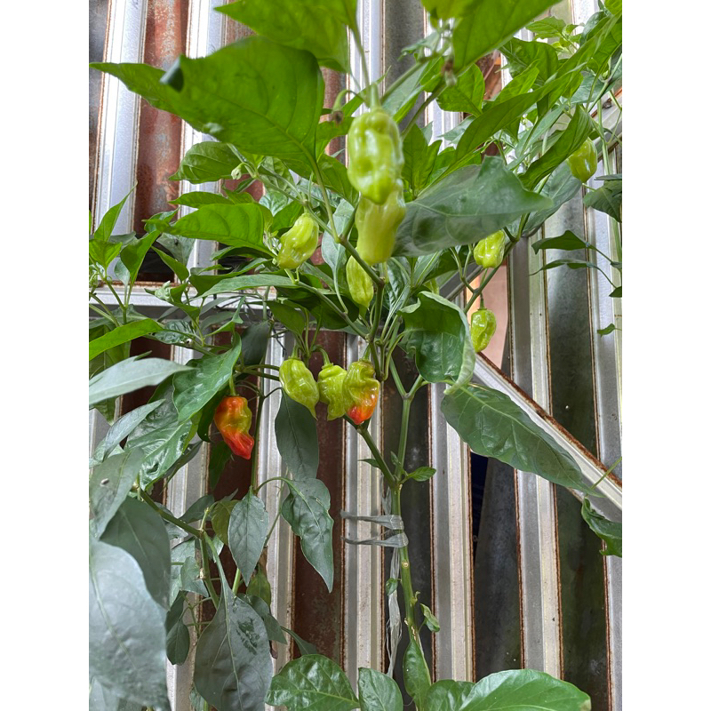 BIBIT POHON CABAI CABE CAROLINA REAPER  BESAR SUPER PEDAS