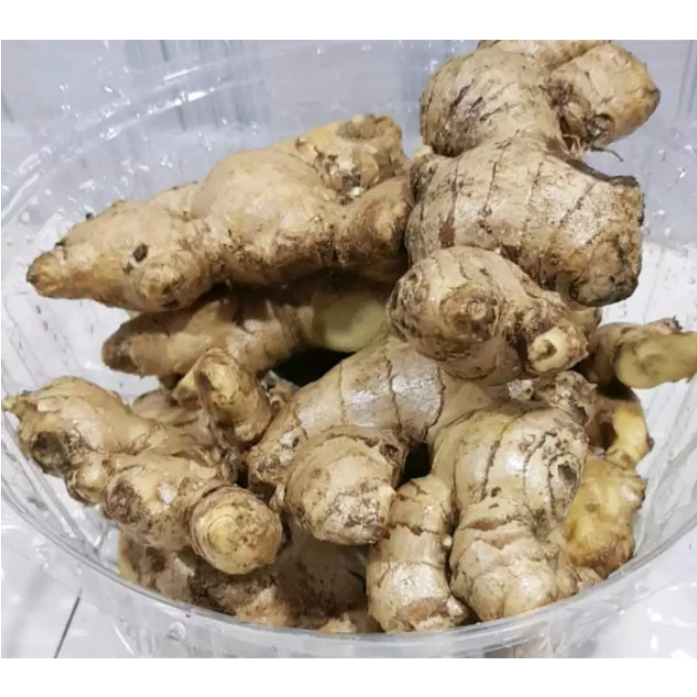 

Jahe Gajah Segar/ Jahe Putih Segar Alami