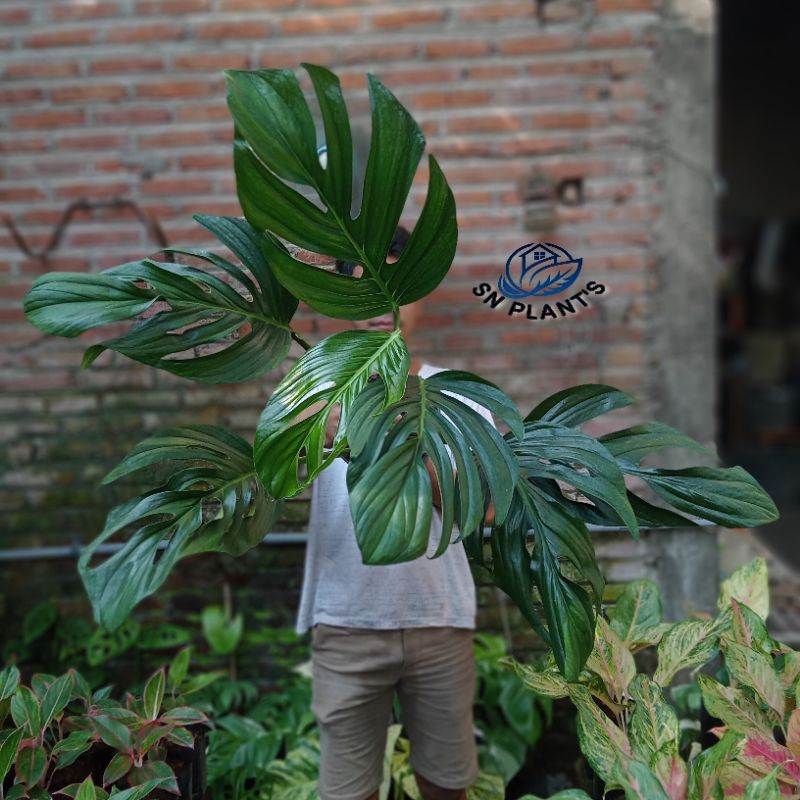 Tanaman hias monstera pinatipartita daun mature/SIRIH BADAK.