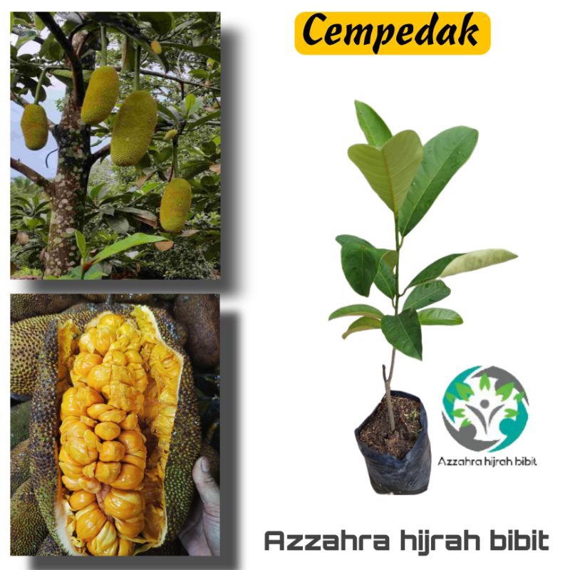 tanaman bibit cempedak madu okulasi/cempedak asli