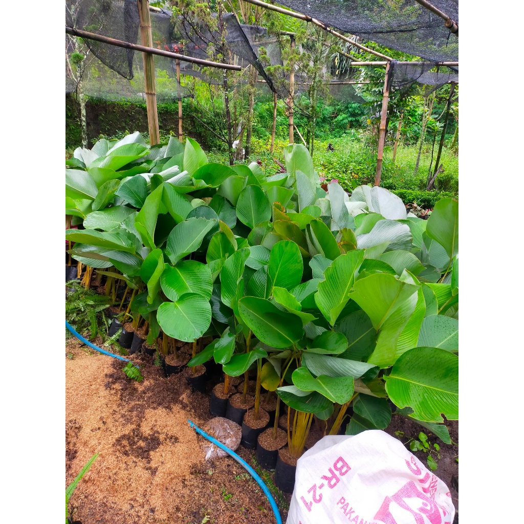 TANAMAN HIAS CALATHEA LUTHEA/LUTEA TINGGI 1/2 METER - 1 METER