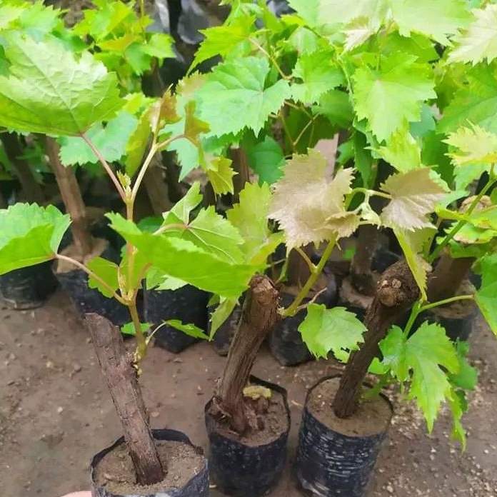 Bibit Buah Anggur Merah - Tanaman Anggur Merah