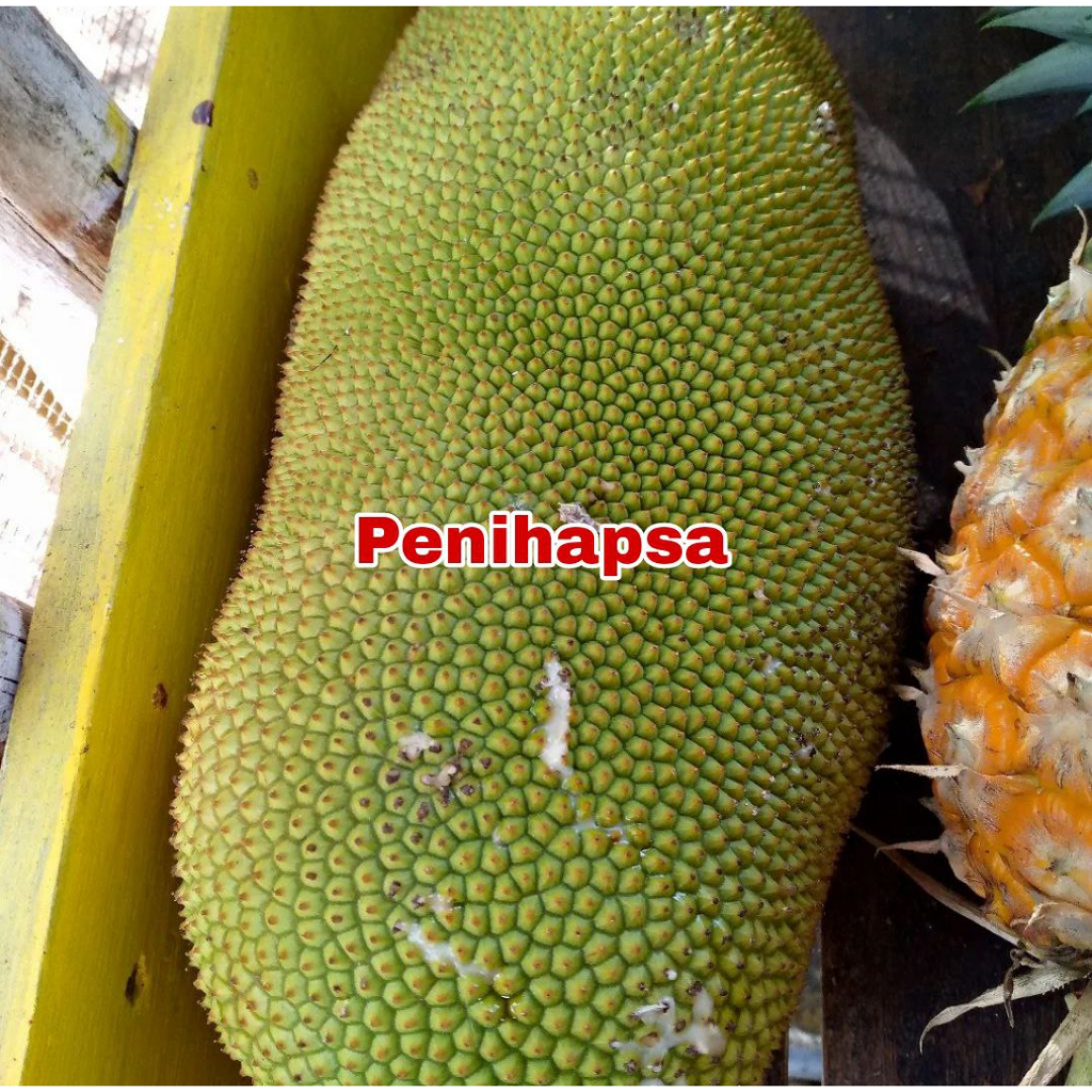 Bibit Nangka Cempedak Super Siap Berbuah rimbun