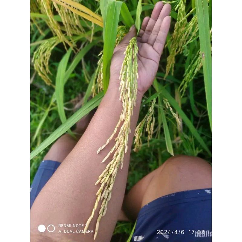 BENIH PADI MAPAN P 05 F1 ,BENIH UNGGULAN