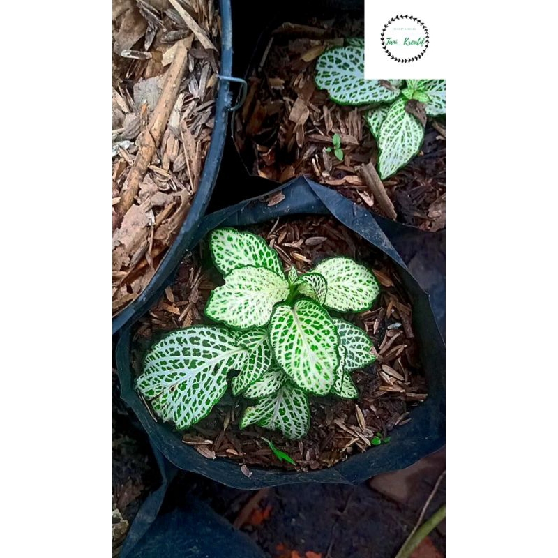 Fittonia Putih