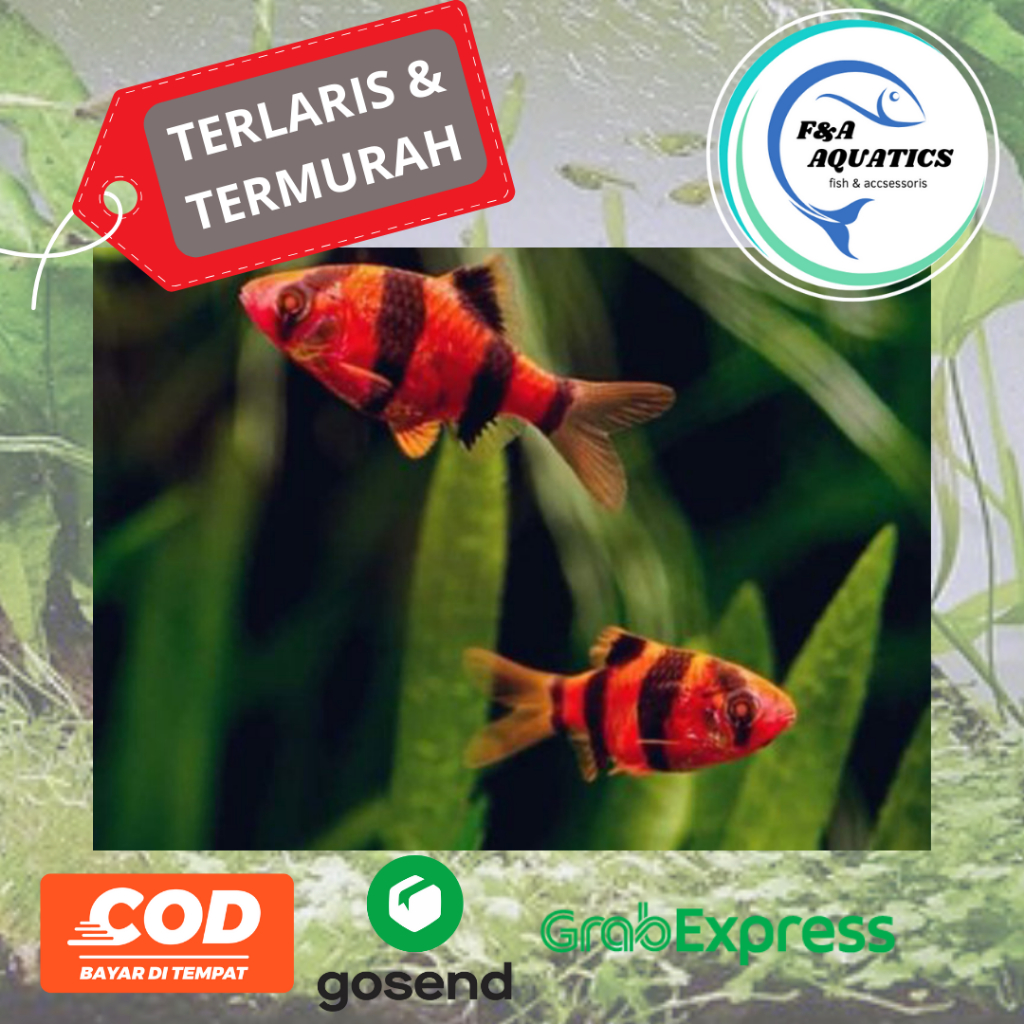 Ikan Hias Aquarium Tiger Sumatra Red - Tiger Fish Sumatra Red - Ikan Hias Tiger Sumatra