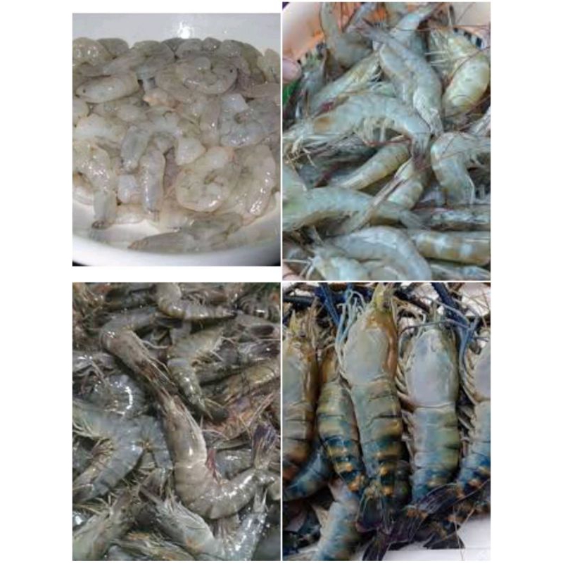 

Udang basah, udang kupas, udang galah, udang besar,isi 250gram,500gram