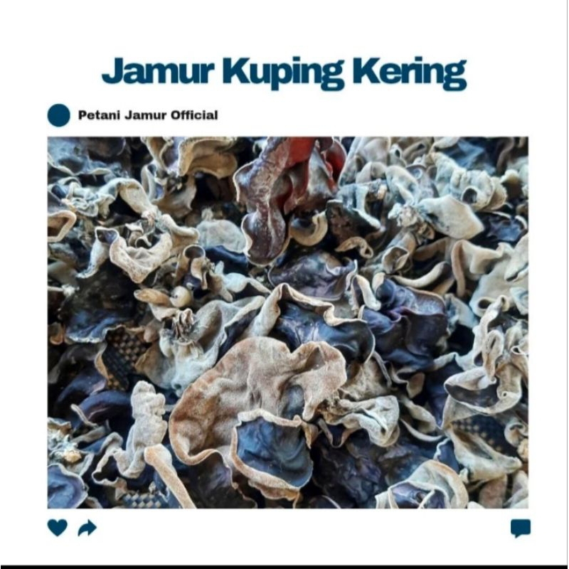 

JAMUR KUPING KERING KWALITAS GRADE A