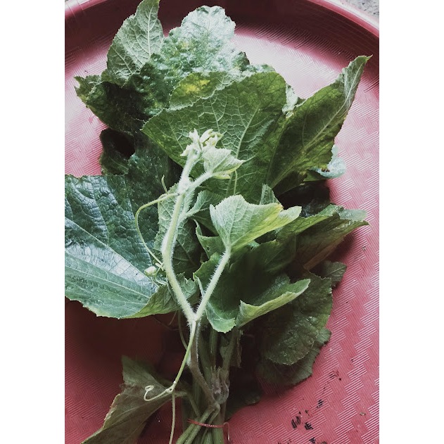 

Daun Labu Besar Segar / Daun Labu Kuning Alami