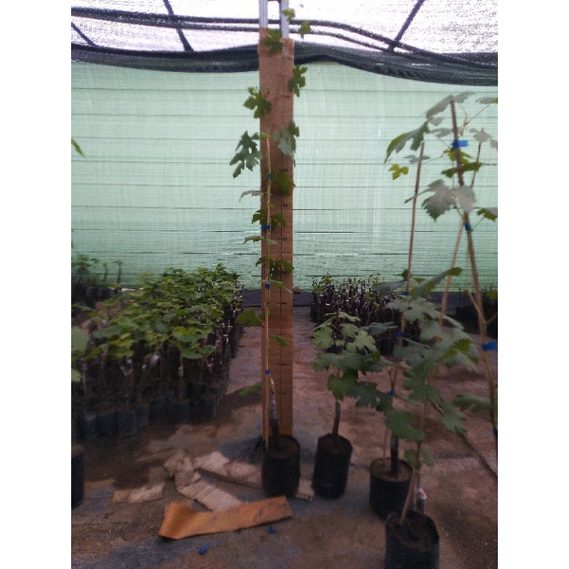 bibit anggur import Jupiter ninel gozv trans vales Everest tinggi 1meter up,batang besar siap di bua