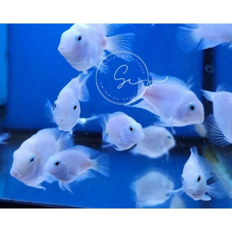 PLATINUM POLAR PARROT