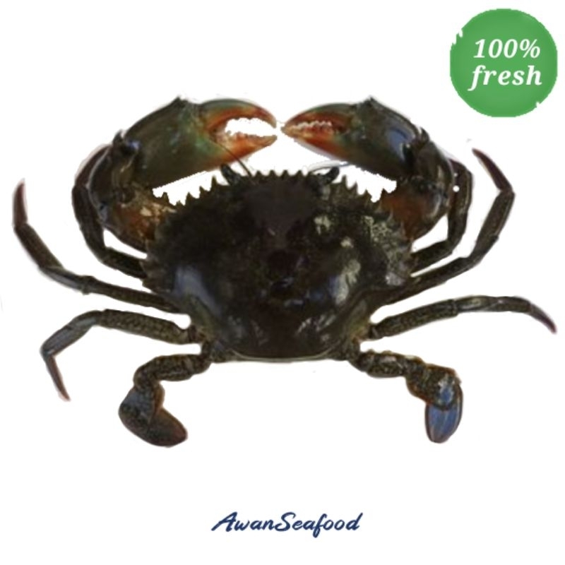 

Kepiting Bakau Hidup Fresh 1kg