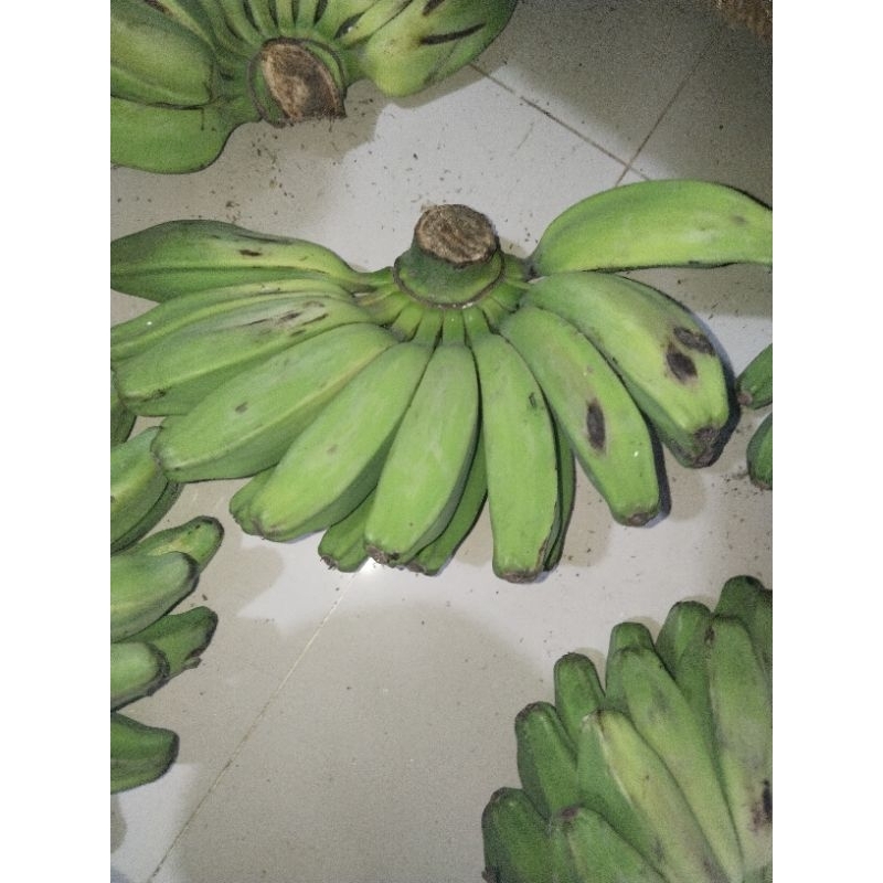 

pisang kepok putih buat pakan burung satu sisir