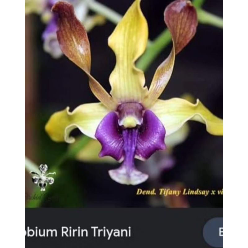 Anggrek Dendrobium Ririn Triyani