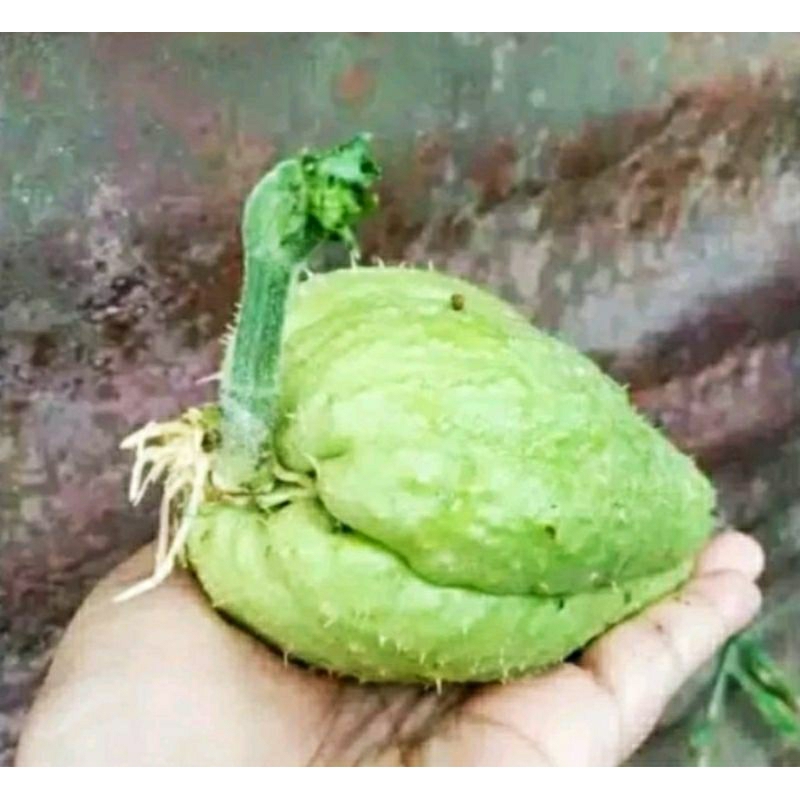 

Bibit labu siam siap tanam atow waluh Siem lejat bisa jadi sayuran/perbuah