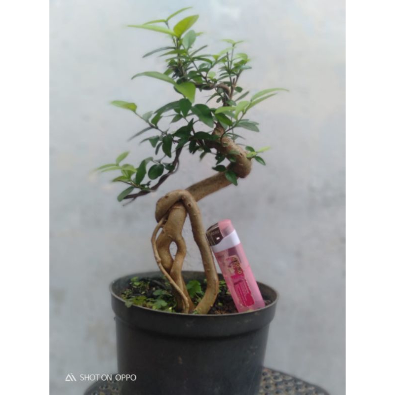Bahan bonsai anting putri meliuk - bonsai mame small berkarakter