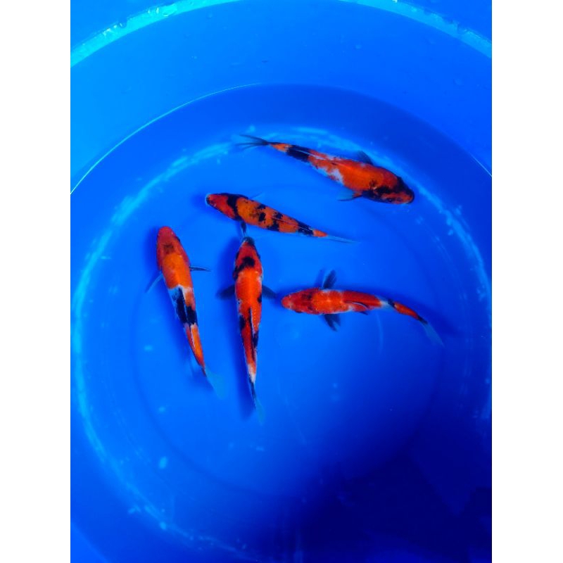 

KOI SHOWA BERKUALITAS GRADE A 15-17CM PAKET 3 EKOR