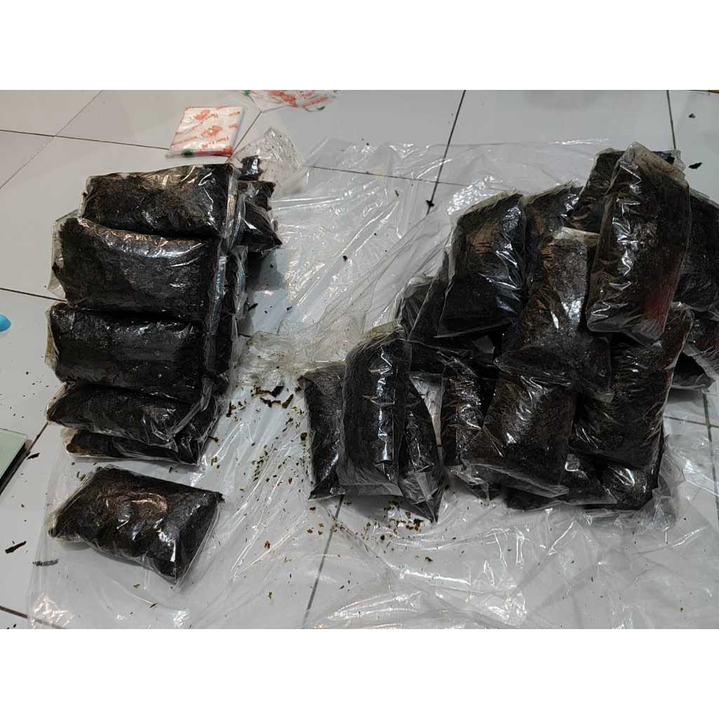 

Patahan rumput laut Original