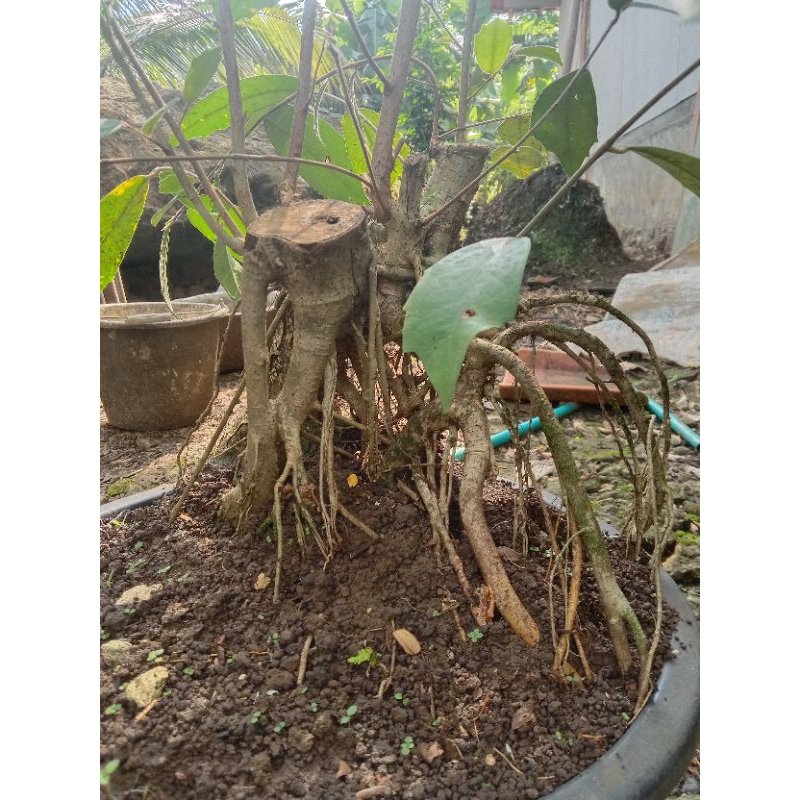 Bahan bonsai Amplas putih jumbo