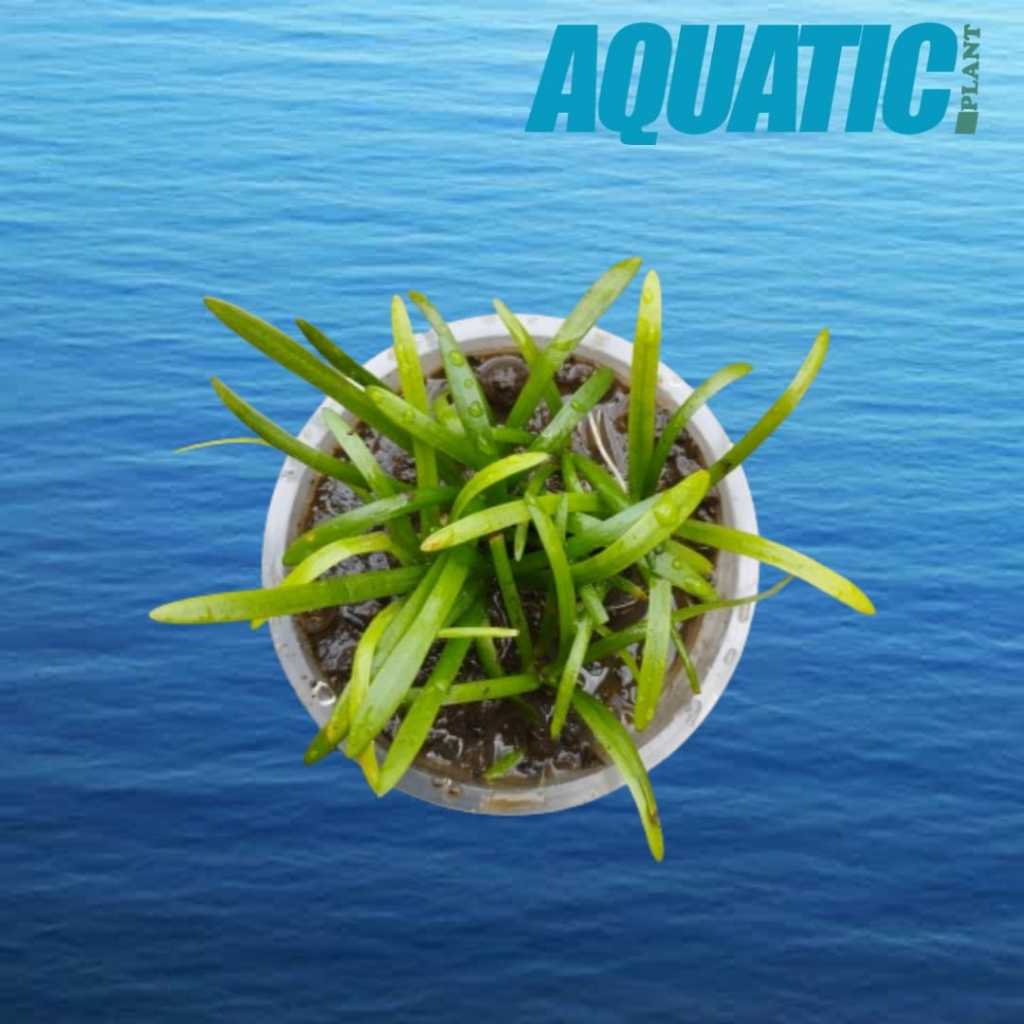 sagitaria subulata tanaman aquascape