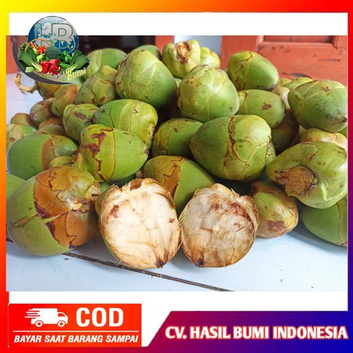 beluluk kelapa kecil tembuluk fresh obat diabetes Hijau dan kuning Kelapa Muda Murah Makassar obat d