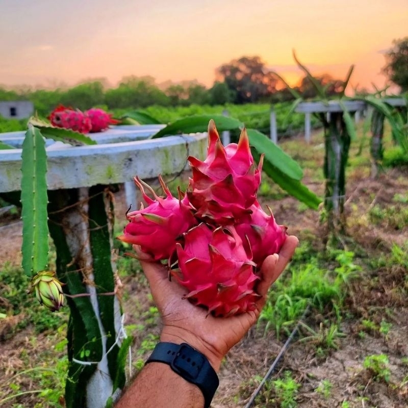 Bibit Tanaman Buah Naga Kuning Super Golden Isis Okulasi Cepat Berbuah