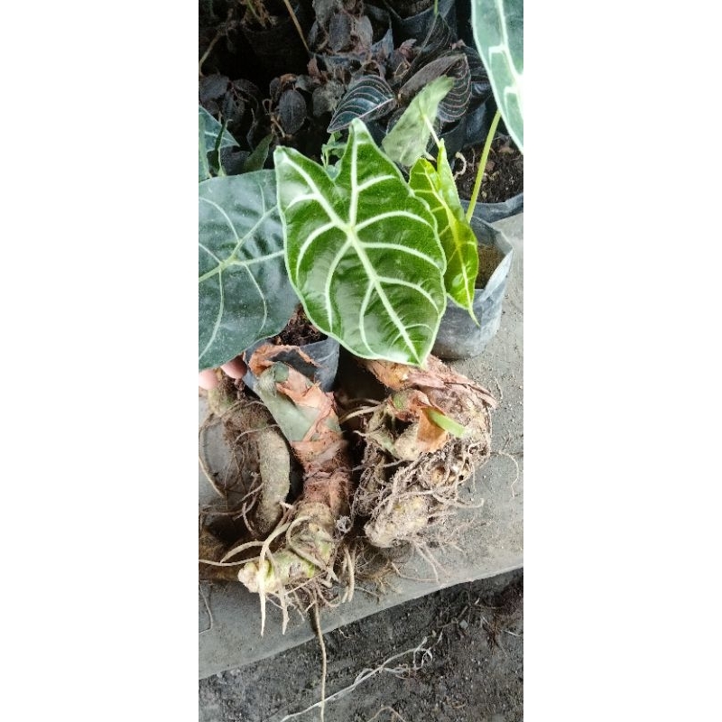alocasia watsoniana sp sumtra Utara