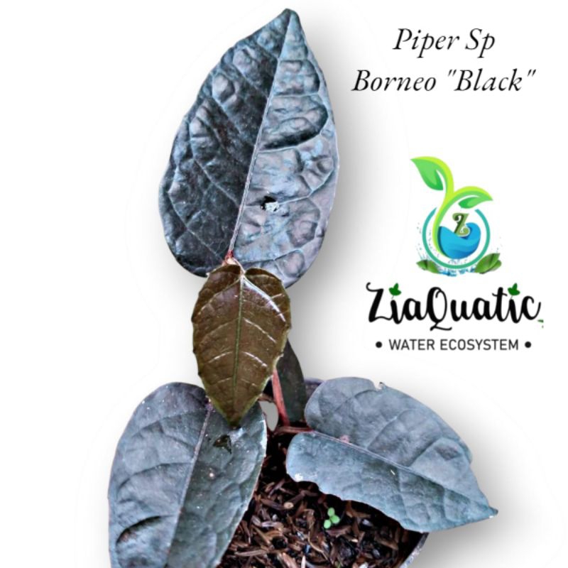 Piper Sp. Borneo (Black) - Tanaman Hias Rambat Paludarium Terrarium Vivarium Climbingplant