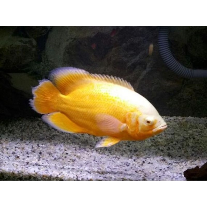 Baby Oscar Paris albino (Mainan ikan)