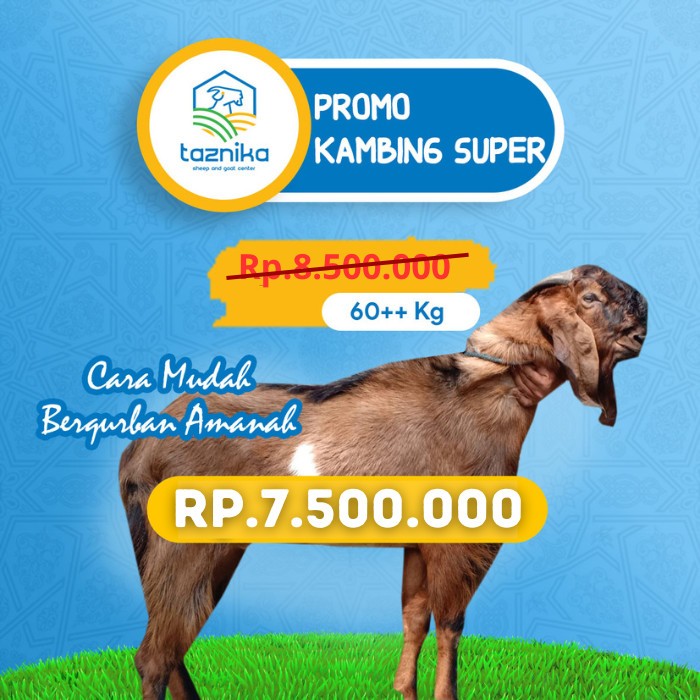 

HEWAN QURBAN KAMBING SUPER 60KG++