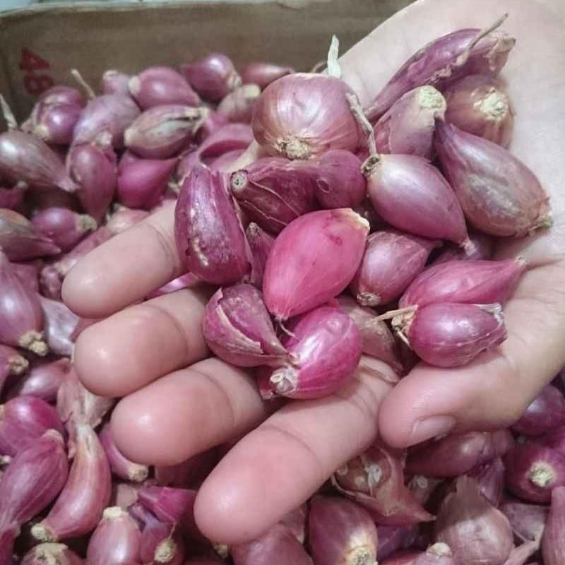 

[ 500 gram ] BAWANG MERAH KECIL LOKAL JAWA