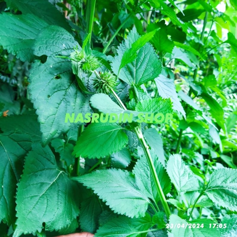 

[Fresh] DAUN EKOR SINGA 50 LBAR / KLIP DA66A SEGAR LANGSUNG PETIK