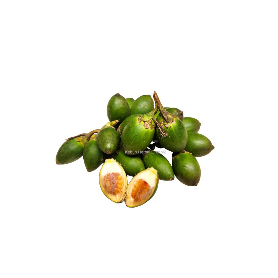 

Buah Pinang Muda 1kg Untuk Pria Dewasa