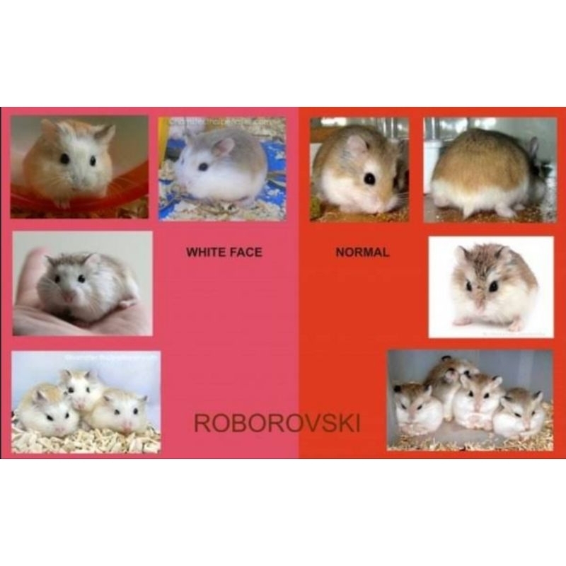 Hamster Roborovski
