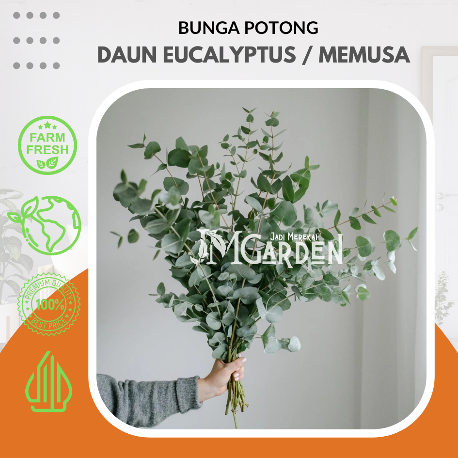 [JM_Garden] Bunga Potong Daun Memusa Segar / Daun Eucalyptus / Daun Silver Dollar Cutting