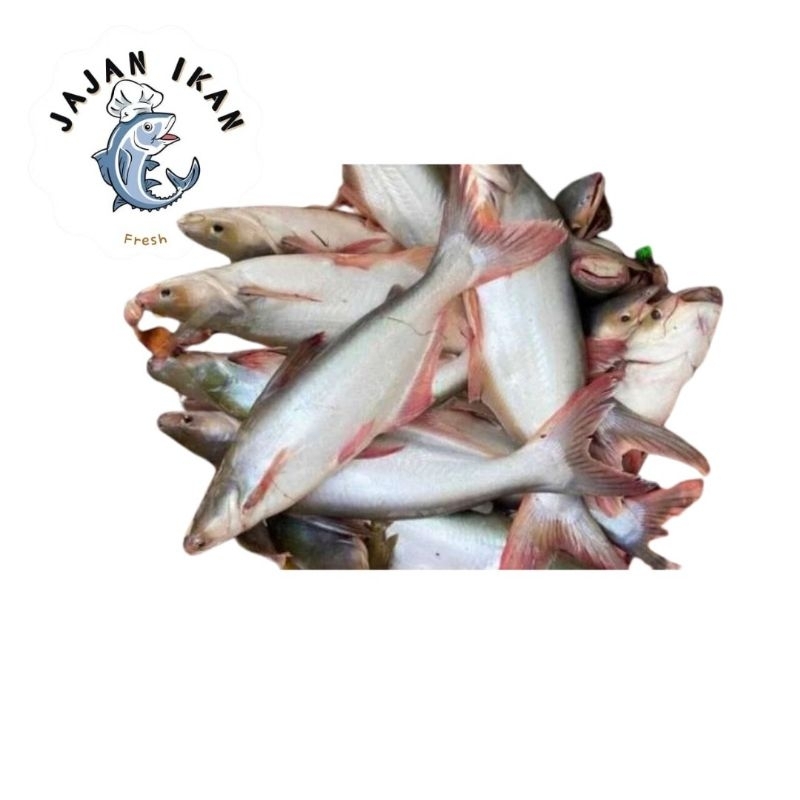 

Ikan Patin Segar 1 KG