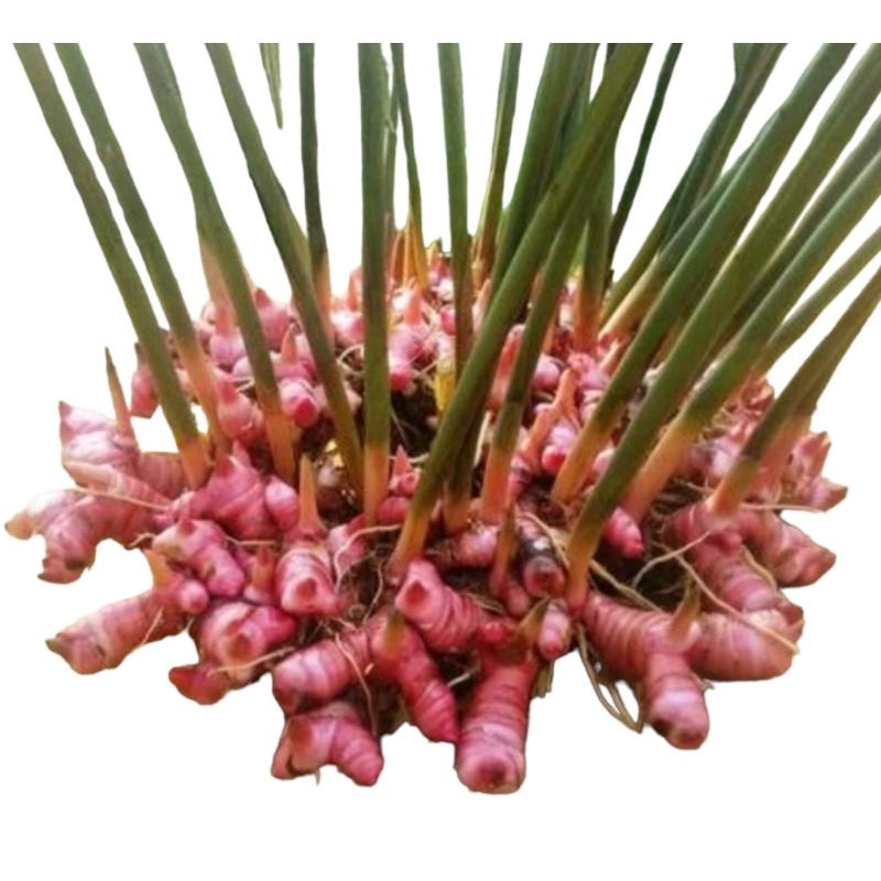 

Lengkuas merah/Laos merah/Laja gowah fresh 1 kg