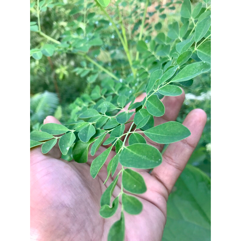 

Daun Kelor Segar 250gr