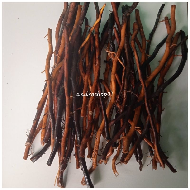 

Akar Pohon Aren Segar/Akar Kawung/Niran