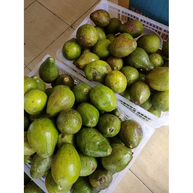 

BUAH ALPUKAT