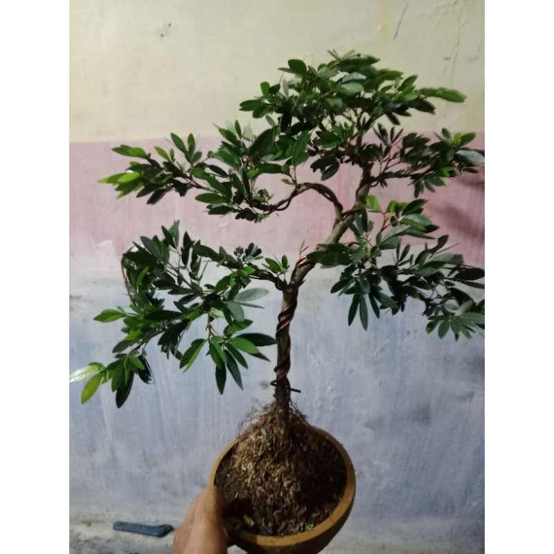 bonsai kaliandra surinem