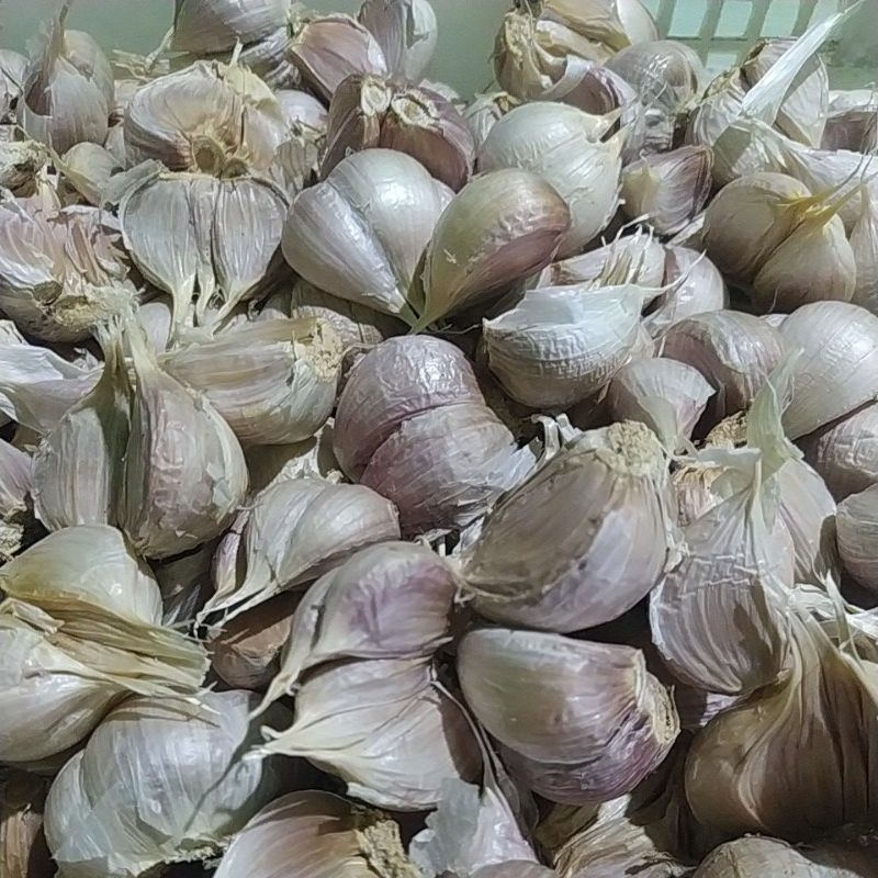 

bawang putih