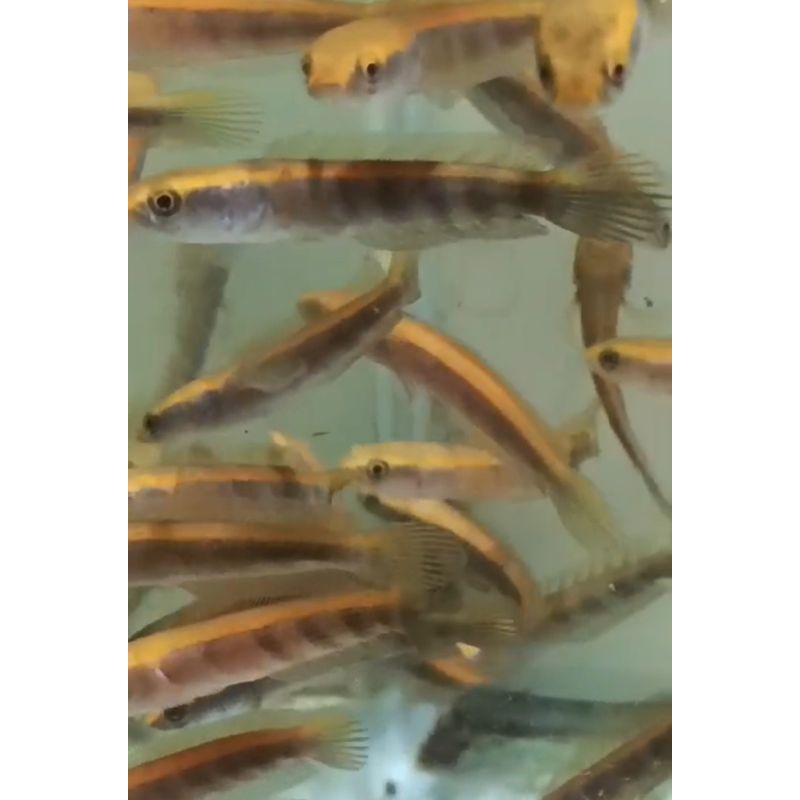 channa maru varian red cb